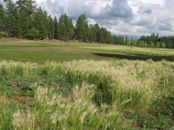 Foxtail barley is often found near water