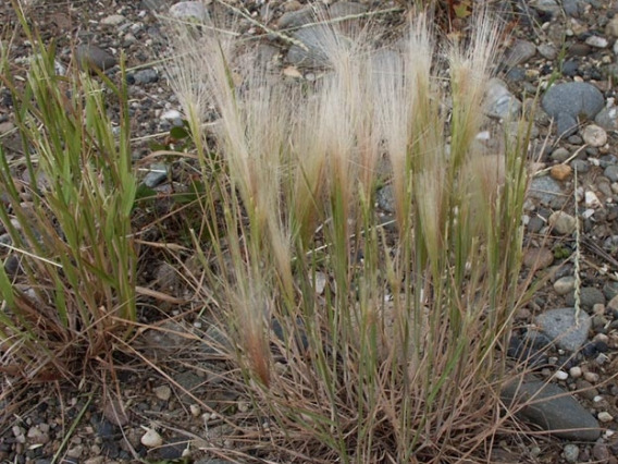 Foxtail barley habit