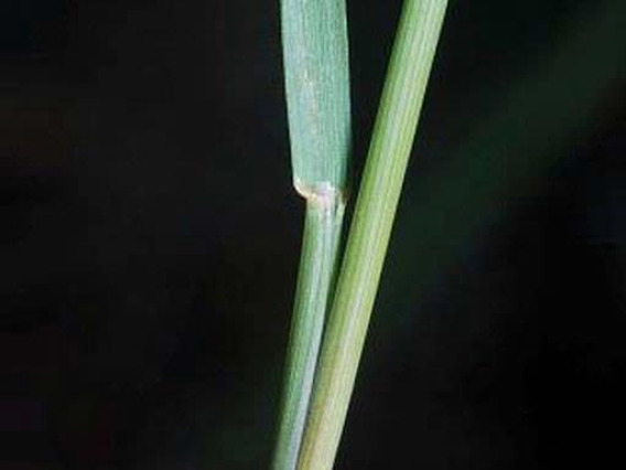 Foxtail barley stem