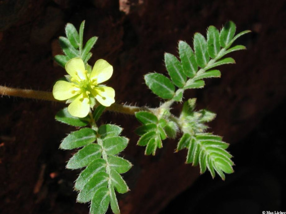 Goathead flower and leaves