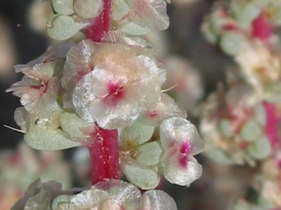 Halogeton flowers