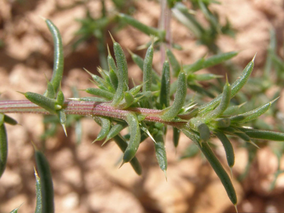 Halogeton foliage