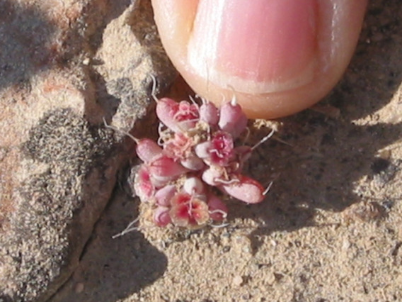 Halogeton seedling