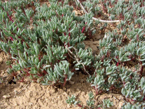 Young halogeton plants