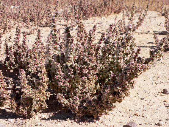 Halogeton infestation, shown in flowering growth stage in typical habitat