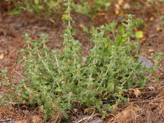 Horehound habit