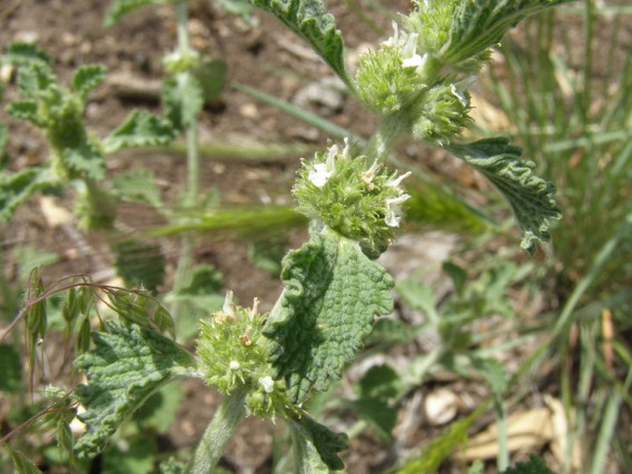 Horehound flower clusters and leaves