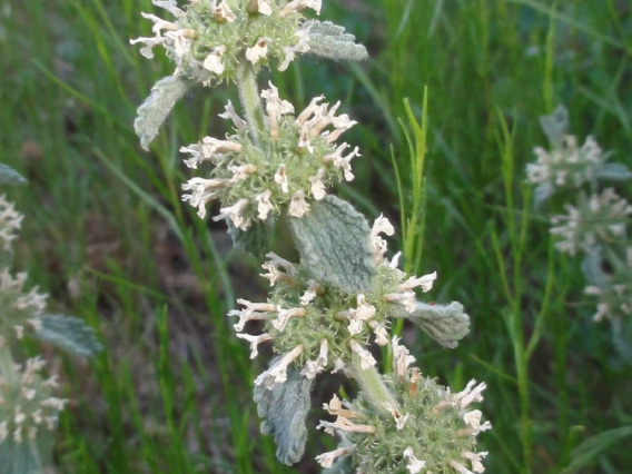 Horehound flower clusters and leaves