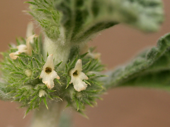 Horehound flowers