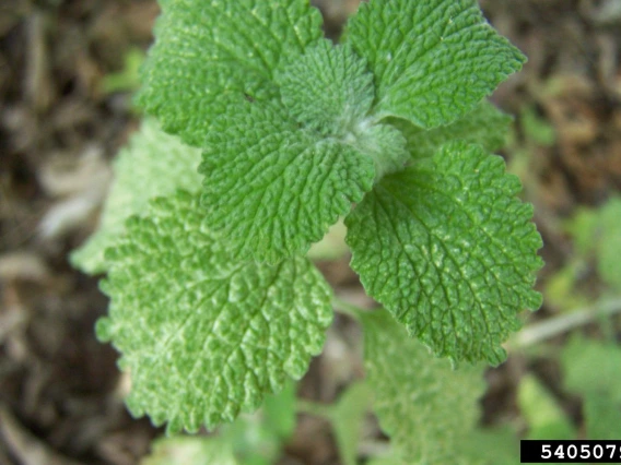 Young horehound