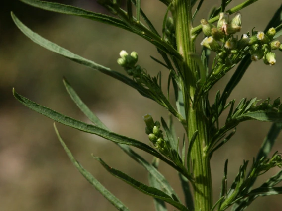 Horseweed stem leaves