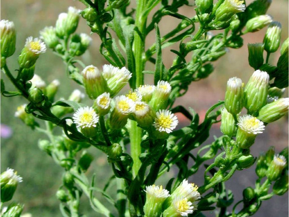 Horseweed flower heads