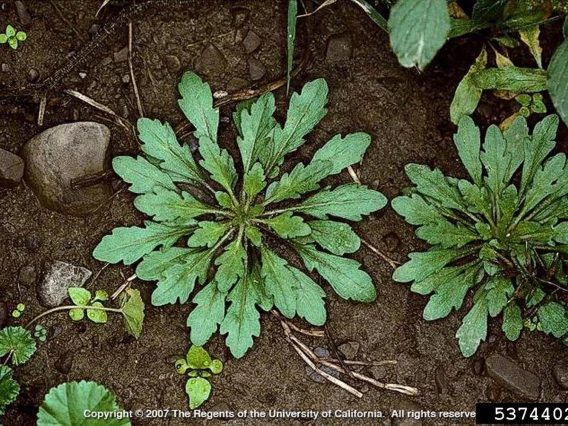 Horseweed rosette