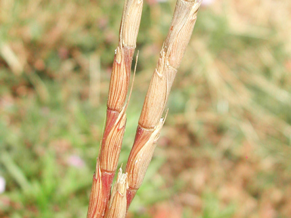 Jointed goatgrass flowers and joints