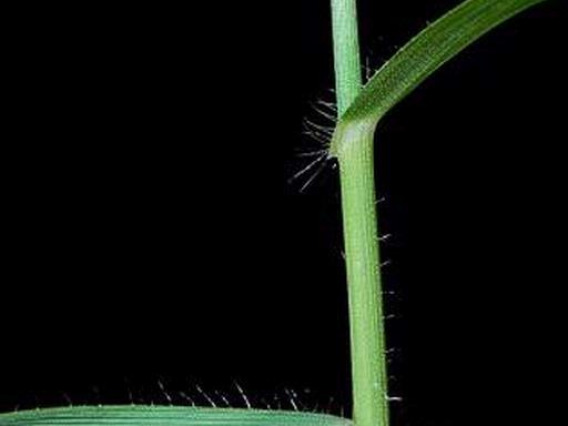 Jointed goatgrass stem collar and sheath