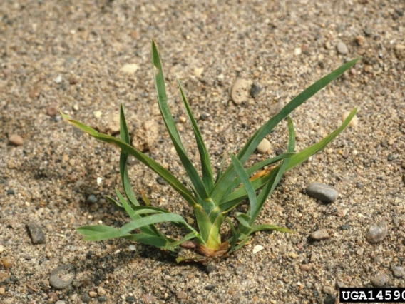 Kentucky bluegrass seedling