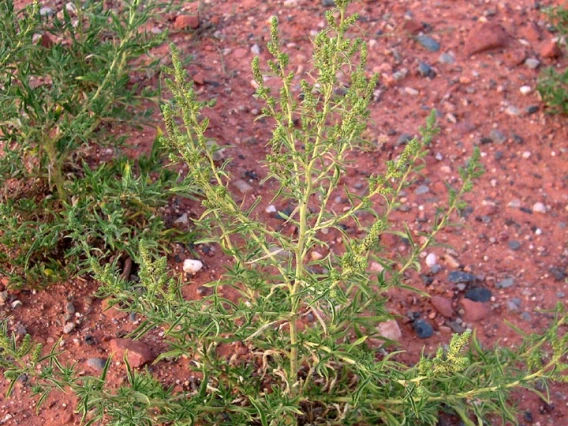 Kochia habit