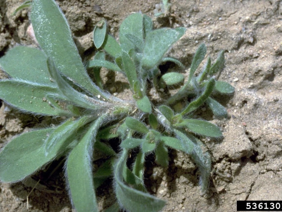 Kochia seedling