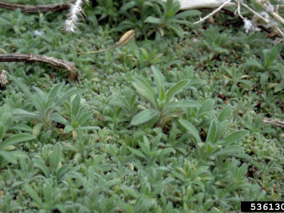 Mat of Kochia seedlings