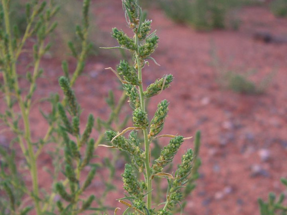 Kochia stem and flowers