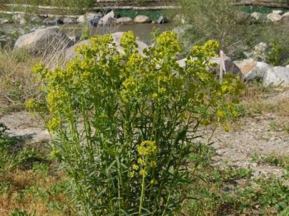 Leafy spurge habit