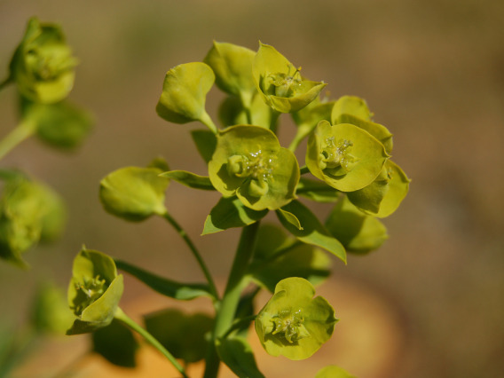 Leafy spurge bracts and flower clusters