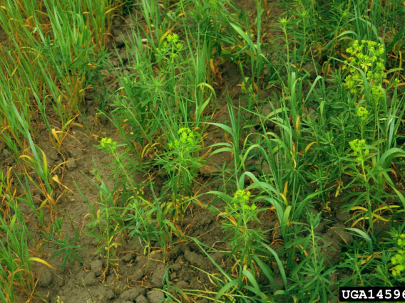 Leafy spurge in grain