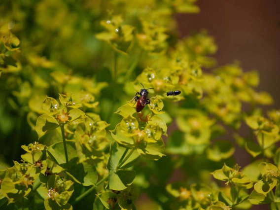 Leafy spurge flower clusters