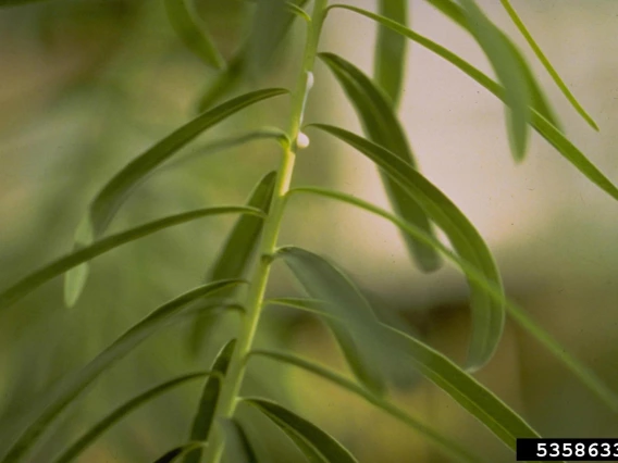 Leavy spurge leaves