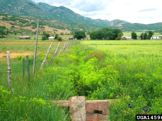 Leafy spurge infestation