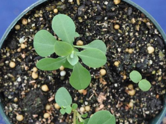 Leafy spurge seedlings