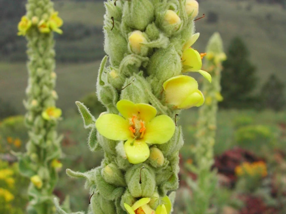 Mullein flower