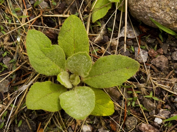 Mullein basal rosette