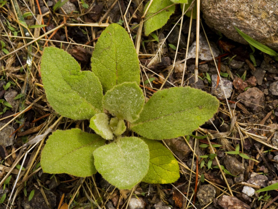 Mullein basal rosette