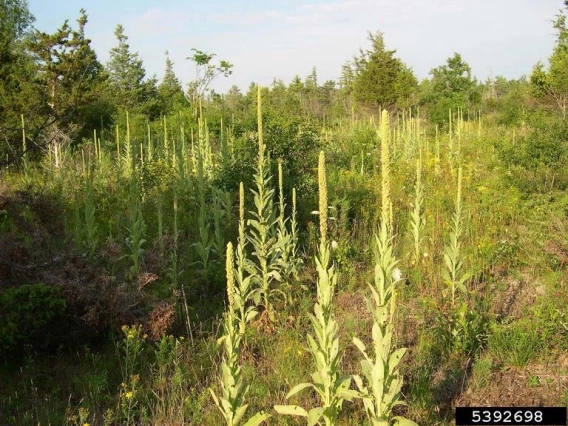 Mullein infestation