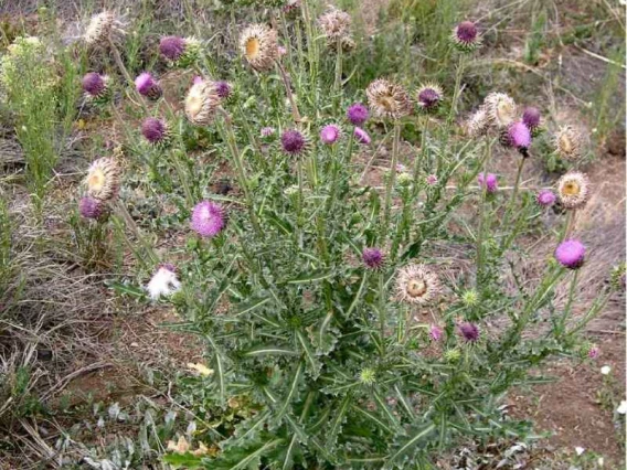 Musk thistle habit