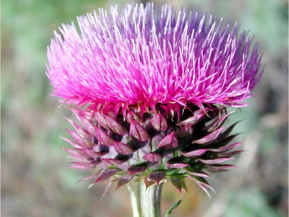 Musk thistle flower head and bracts