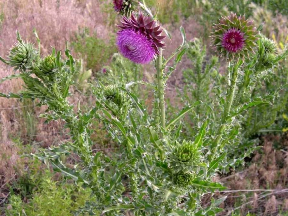 Musk thistle plant