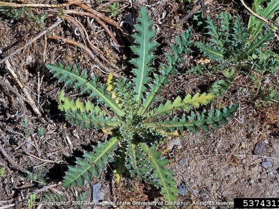 Musk thistle basal rosette