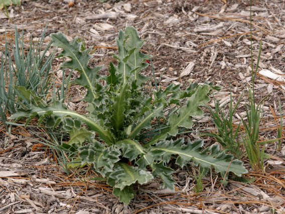 Musk thistle rosette