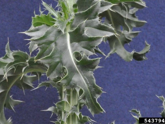 Musk thistle foliage