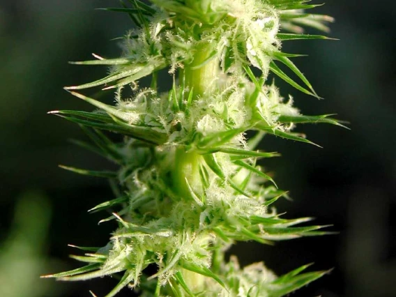 Palmer amaranth flower stalk