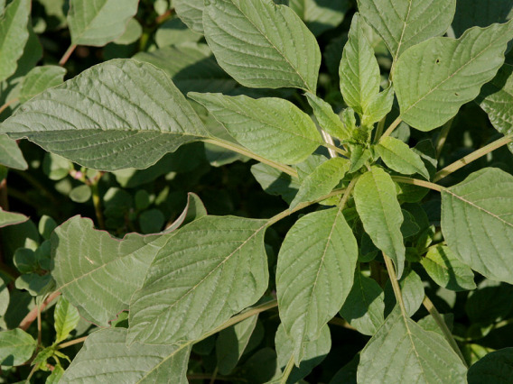 Palmer amaranth leaves