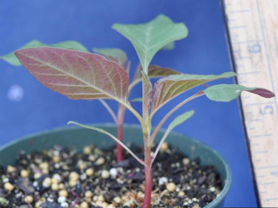 Palmer amaranth seedling