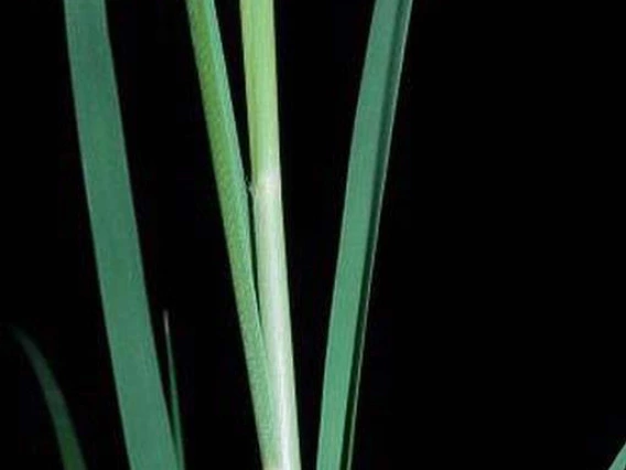 Pampas grass stems