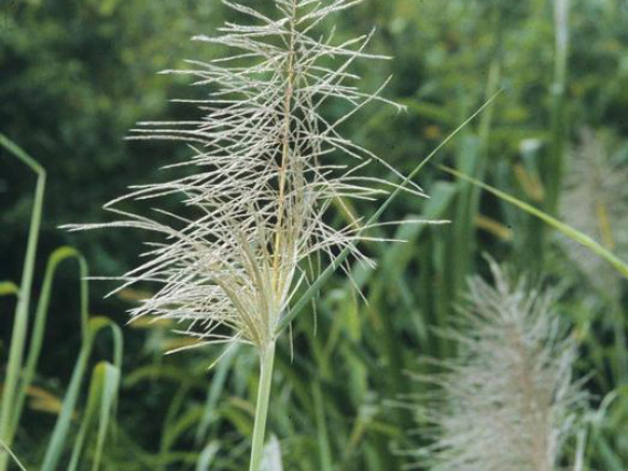 Pampas grass flowers