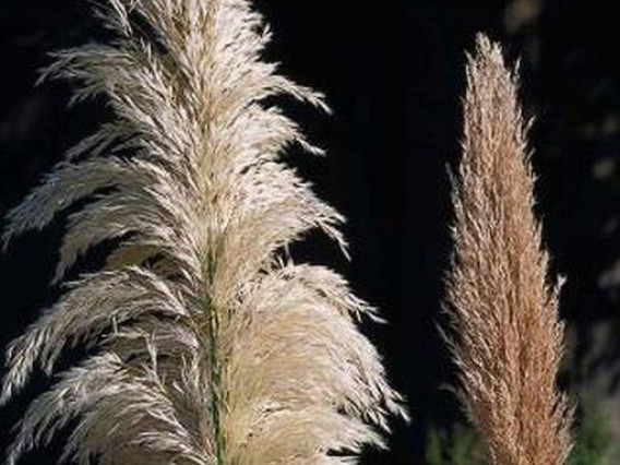 Seed heads