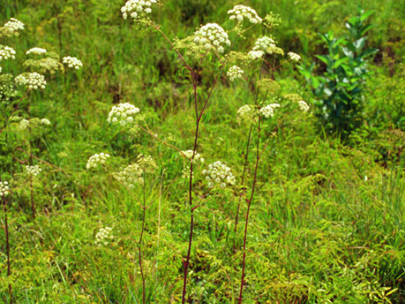 Poison hemlock