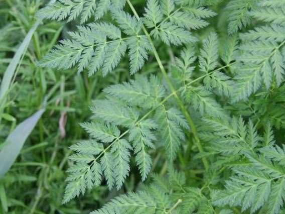 Poison hemlock foliage