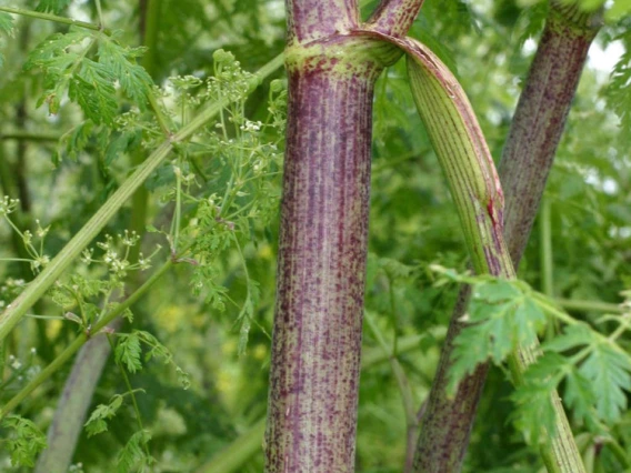 Poison hemlock stems